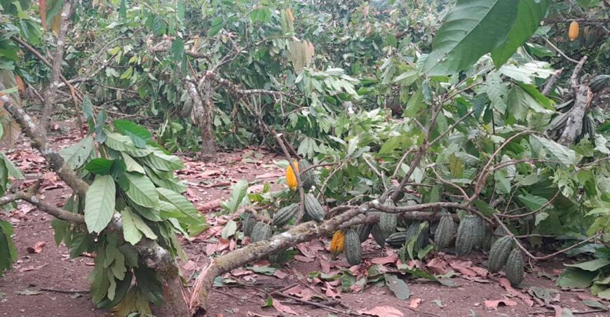 helicópteros del Ejército dañan plantaciones de cacao en Vizcatán del Ene
