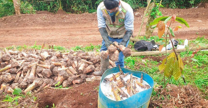 entrega de hijuelos de plátano