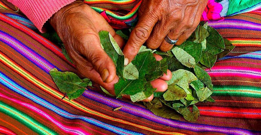 hoja de coca Cusco Perú