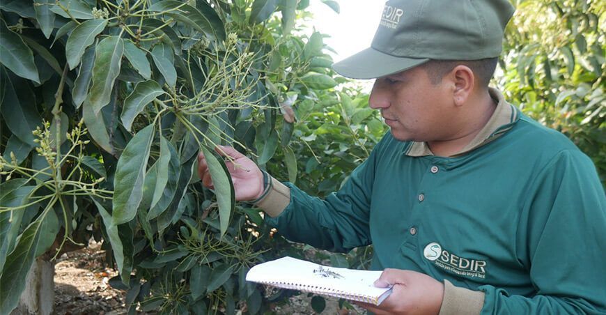 bajas temperaturas afectan cultivos de palto y mango por aparición de hongos