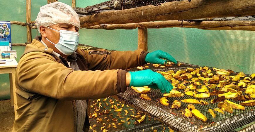Campesinos de Huari mejoran ingresos gracias a comercialización de hongo comestible