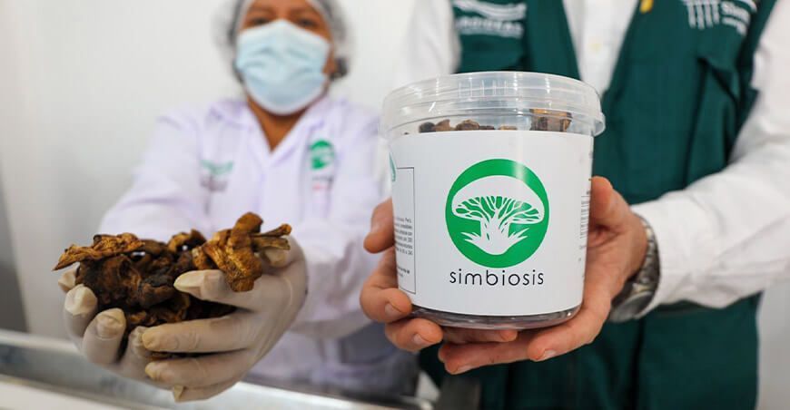 planta procesadora de hongos comestibles en Lambayeque