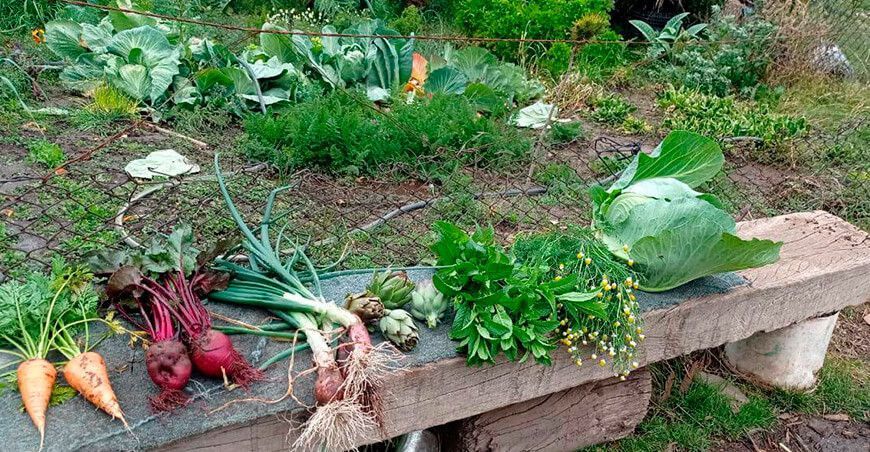 primera cosecha de hortalizas ecológicas en Yauli