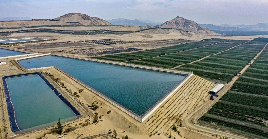 Hortifrut Perú agroexportadora arándanos