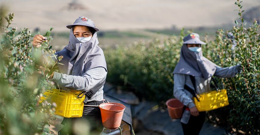 Hortifrut Perú cosecha de arándanos