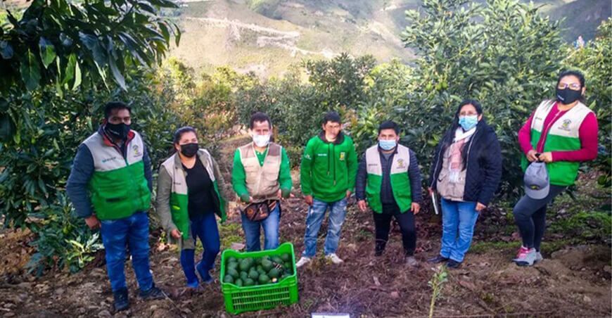 productores de palta Huancavelica
