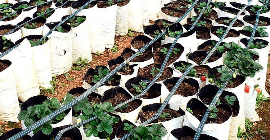 Huancavelica: construirán invernaderos para producir hortalizas y frutas orgánicas