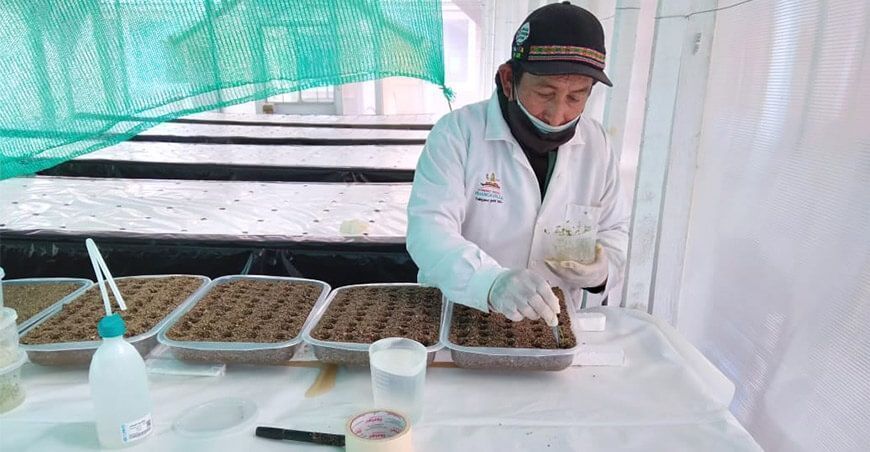 Huancavelica: Producen 3,600 semillas de papa en invernaderos aeropónicos