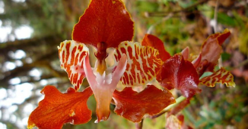 Bosque Nublado Amaru, “el paraíso de las orquídeas”,