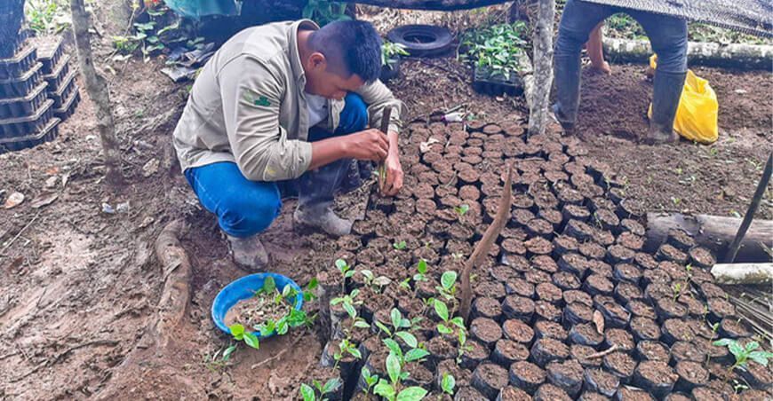 Plantones de té verde