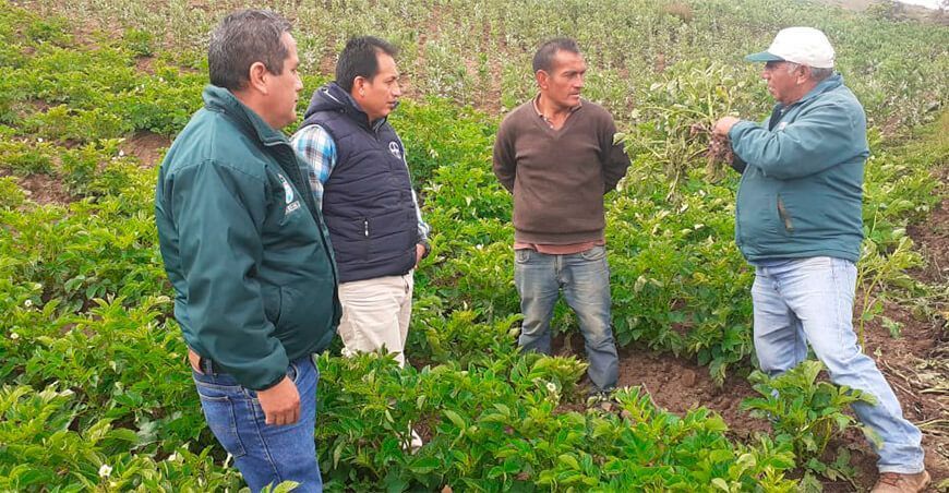 “Tarikay”, nueva variedad de papa que será lanzada el próximo año