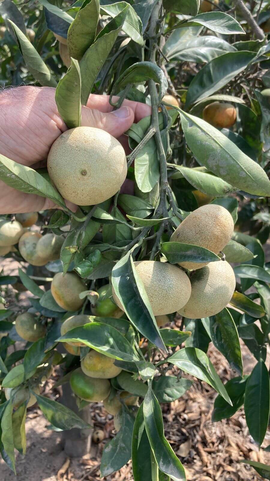 La falta de agua golpeó la producción de mandarinas en Huaral