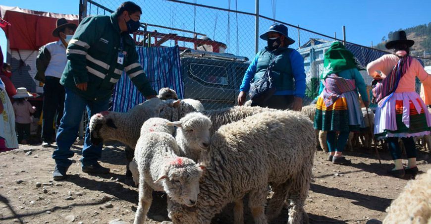 Evaluaron condición sanitaria de animales en feria ganadera de Challhua