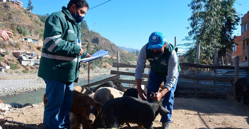Evaluaron condición sanitaria de animales en feria ganadera de Challhua