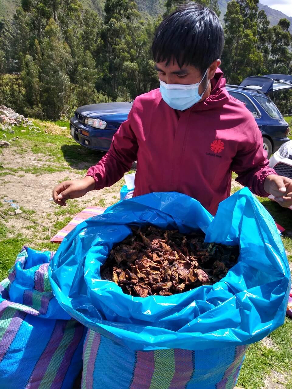 Campesinos de Huari mejoran ingresos gracias a comercialización de hongo comestible