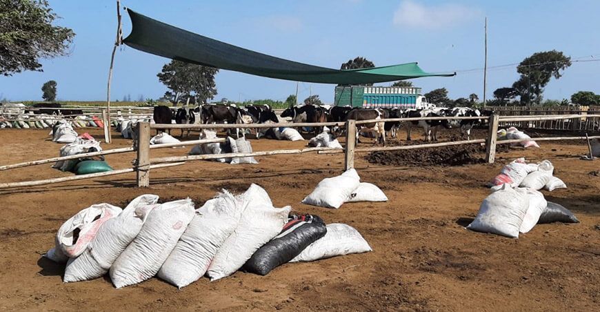 Tecnología para la obtención de humus de la industria agropecuaria