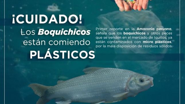 Investigación de IIAP, peces consumen plástico