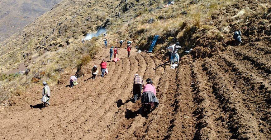 Implementan parcela demostrativa de papa La Peruanita en Junín