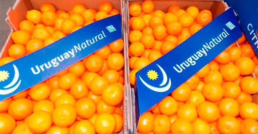 importación de cítricos de Uruguay Perú