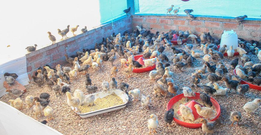 importación de pollitos recién nacidos