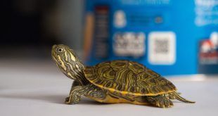 Aeropuerto Jorge Chávez: Incautan 160 animales silvestres exóticos a ciudadano procedente de Miami