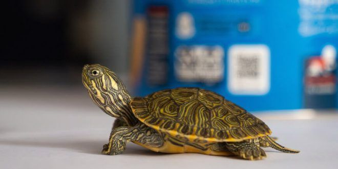 Aeropuerto Jorge Chávez: Incautan 160 animales silvestres exóticos a ciudadano procedente de Miami