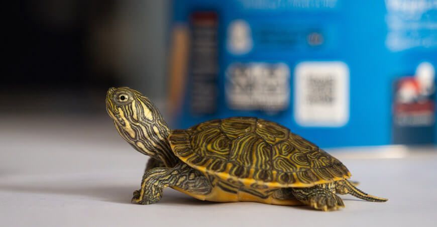 Aeropuerto Jorge Chávez: Incautan 160 animales silvestres exóticos a ciudadano procedente de Miami