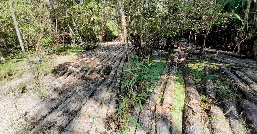 incautan pies tablares de madera en la Reserva Comunal El Sira