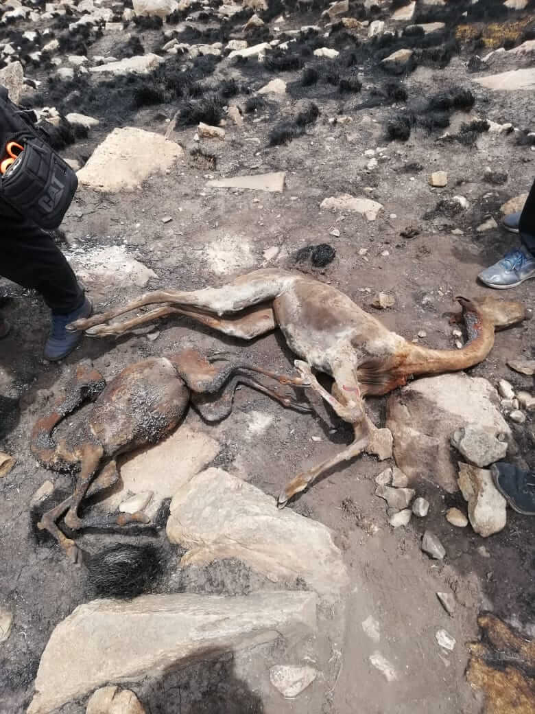 incendio forestal causa la muerte de Vicuñas en Pomacanchi