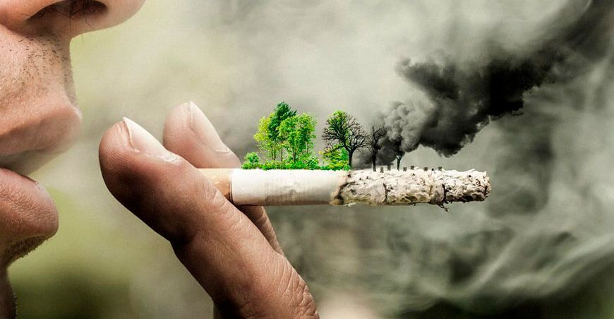 Las tabacaleras destruyen 600 millones de árboles