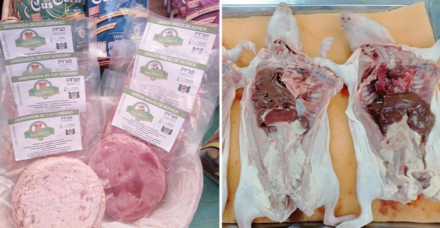 Cooperativa cusqueña industrializa la carne de cuy