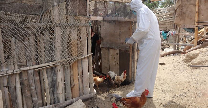 influenza aviar en aves domésticas Senasa perú