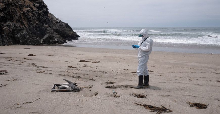 aves silvestres marinas muertas por influenza aviar