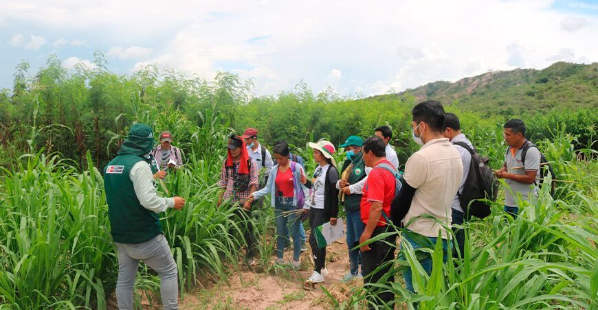 Productores de Jalca Grande buscan mejorar la calidad de sus pastos y forrajes para ganado bovino Amazonas INIA Perú