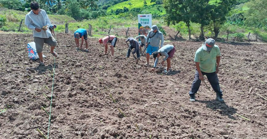 Instalan parcela demostrativa de pastos de alta calidad genética en Amazonas