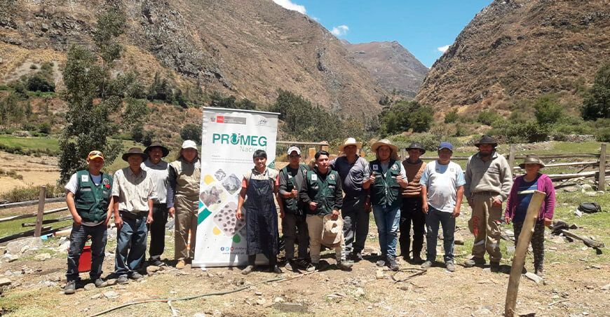 transfieren embriones de bovino con alto valor genético para mejorar ganadería INIA Ancash