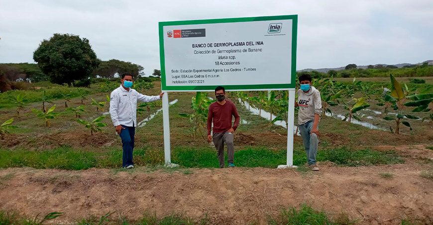 INIA banano Fusarium