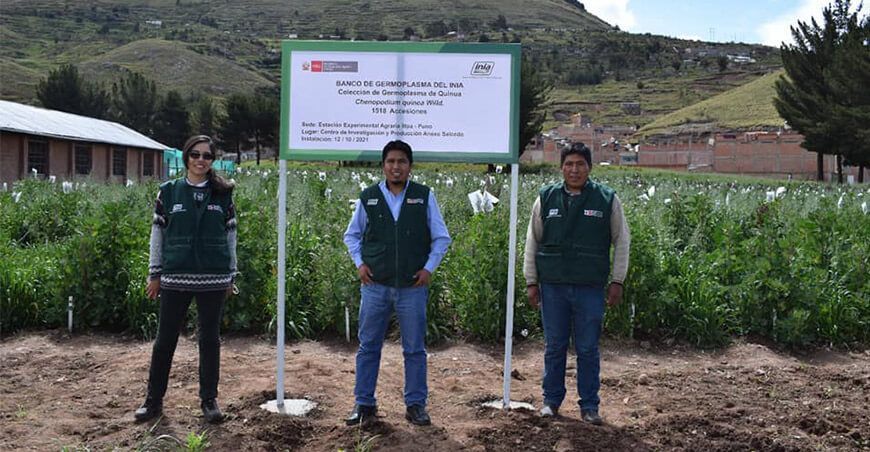 banco de germoplasma de quinua INIA Puno