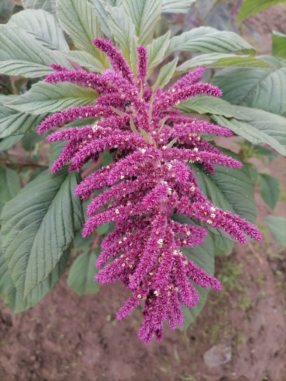 cultivo kiwicha Perú