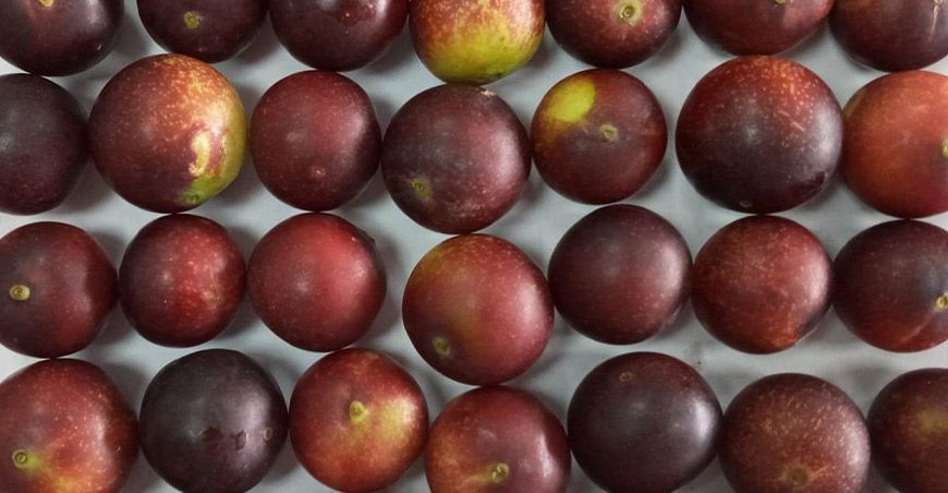 camu camu “INIA 395 - Vitahuayo