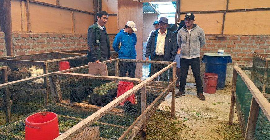 INIA capacita a productores de cuyes en Apurímac Perú