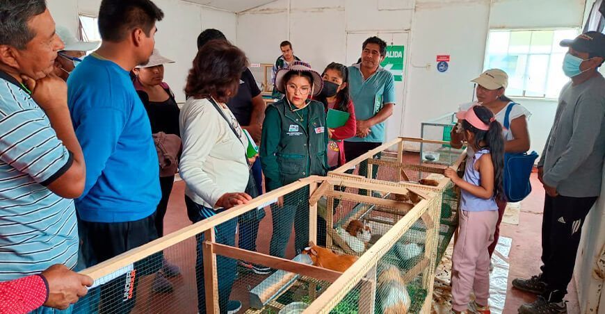 INIA transfiere tecnologías para mejorar crianza de cuyes en Tacna Perú