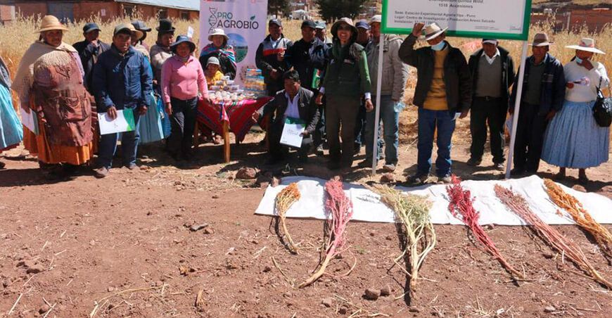 Transfieren tecnologías para mejorar calidad genética de la quinua en Puno