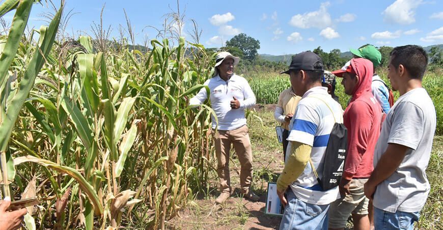 INIA capacitación a productores de maíz amarillo San Martín
