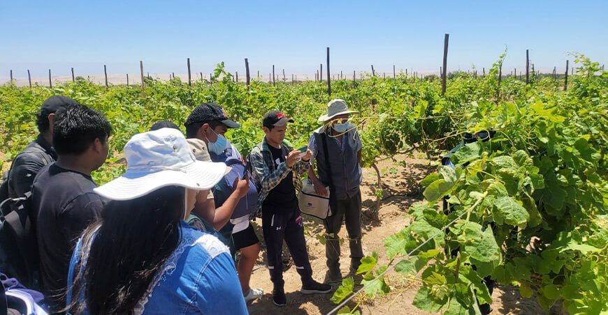 INIA capacita a productores de cultivo de uva en Tacna Perú