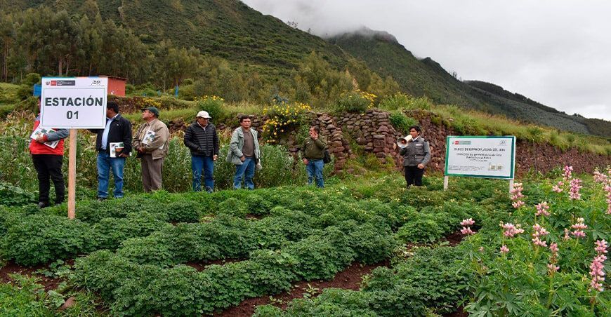 INIA trabaja en la conservación de oca, olluco y olluco en Cusco