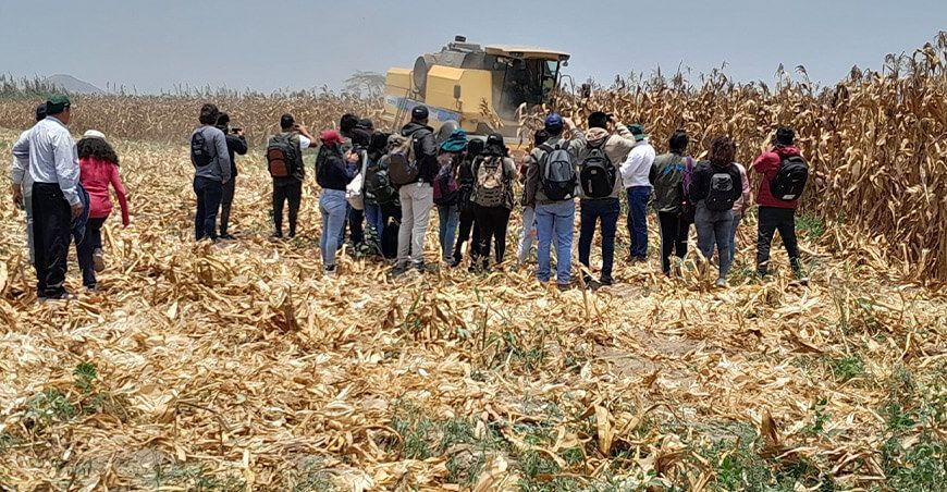 INIA realizó día de campo de cosecha mecanizada de maíz amarillo duro