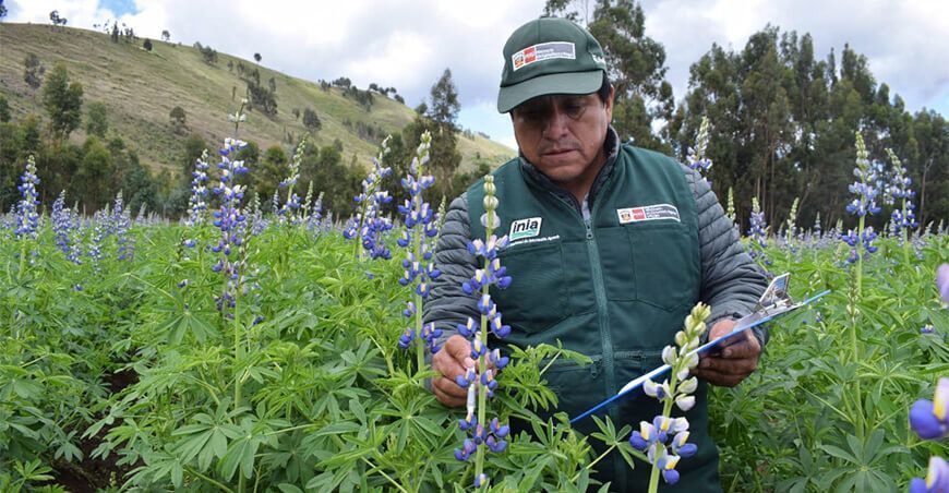 INIA cultivo de tarwi Perú