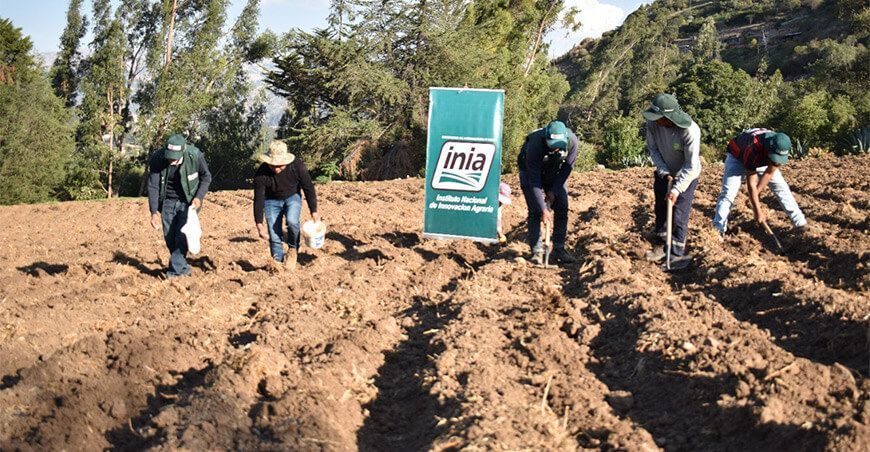 INIA investiga efectos de abono orgánico en maíz INIA 618 Blanco Quispicanchi