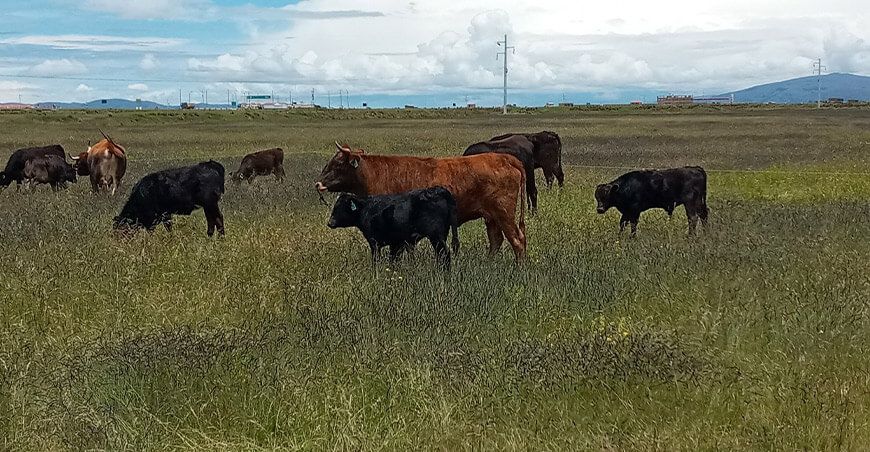 INIA identifica genes de metabolismo energético en el genoma del ganado bovino criollo
